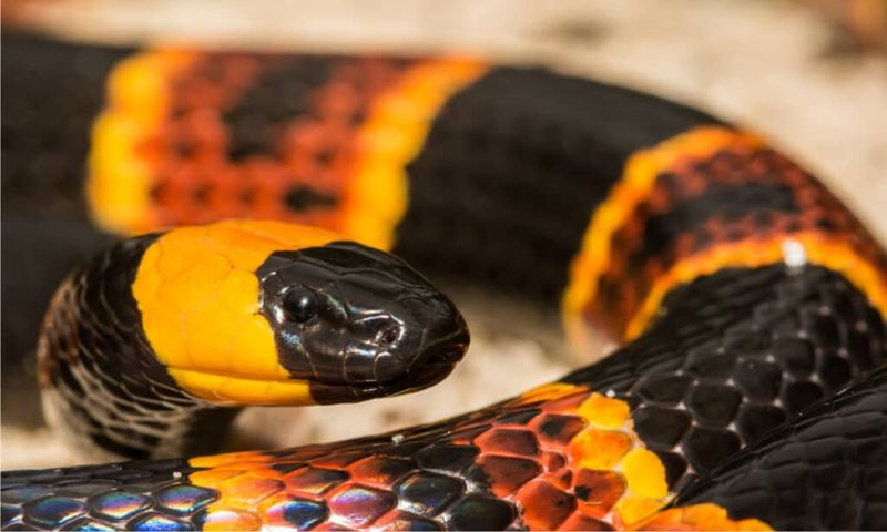 Western Coral Snake