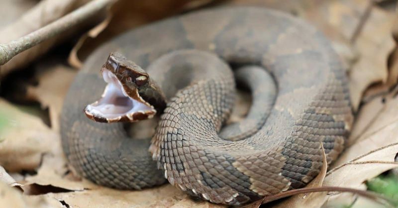 Louisiana's Cottonmouth