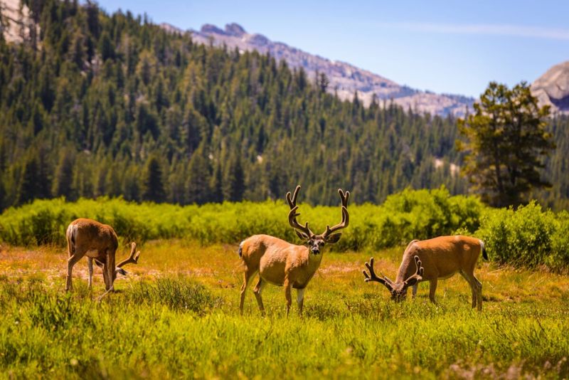 California – Yosemite National Park