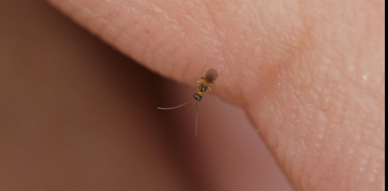 Fairy Flies: Nature's Tiniest Insects Forever