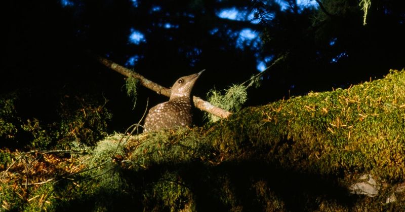 Night Flyer: The Marbled Murrelet