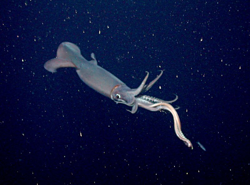 Humboldt's Legion: The Humboldt Squid
