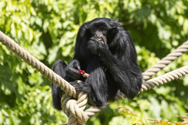Siamang Gibbon