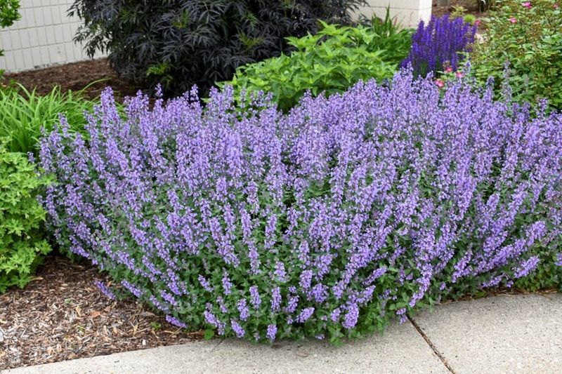 Fragrant Catmint