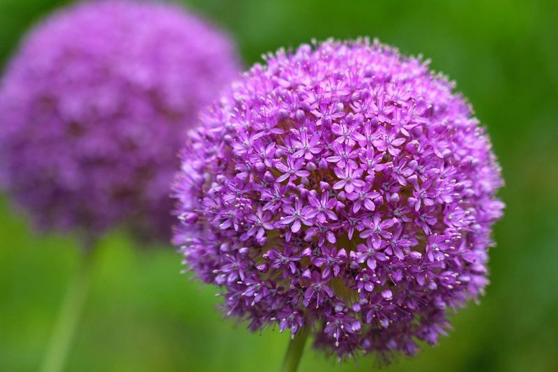 Spicy Allium Globes