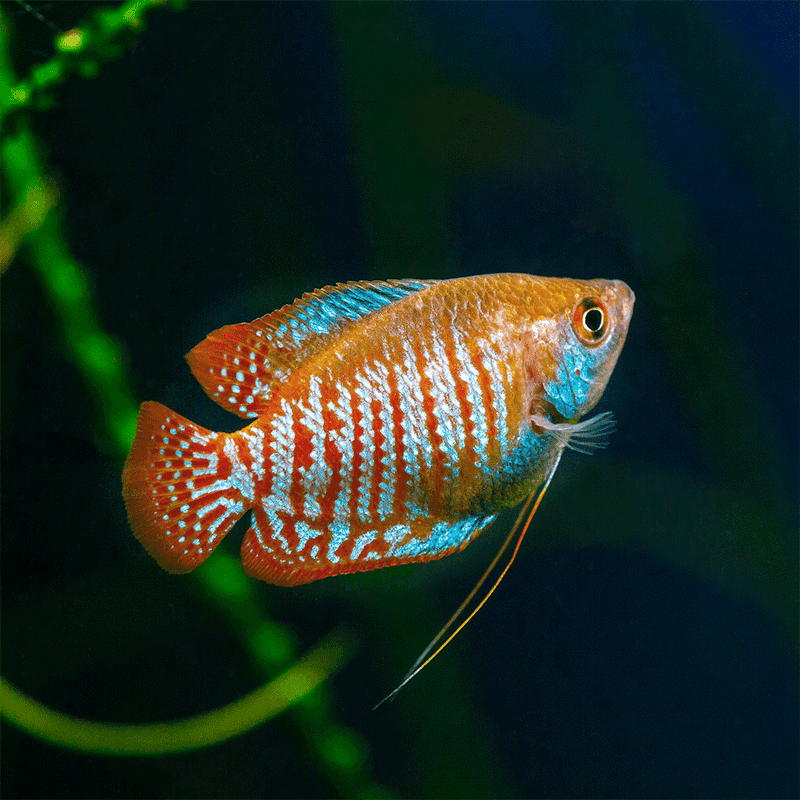 Dwarf Gourami: Colorful Beginner Beauty