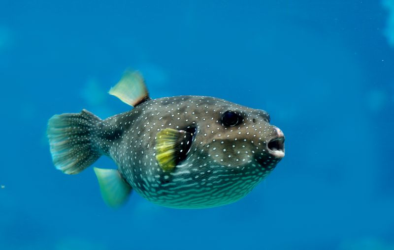 Pufferfish and Slow Swimmers