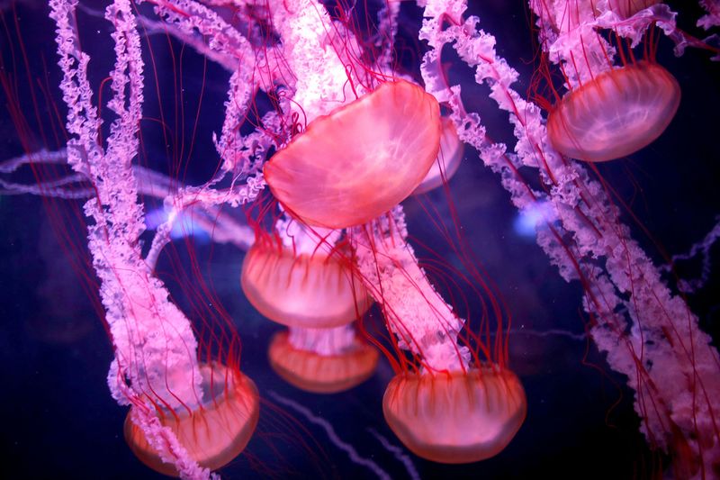 Cnidarians