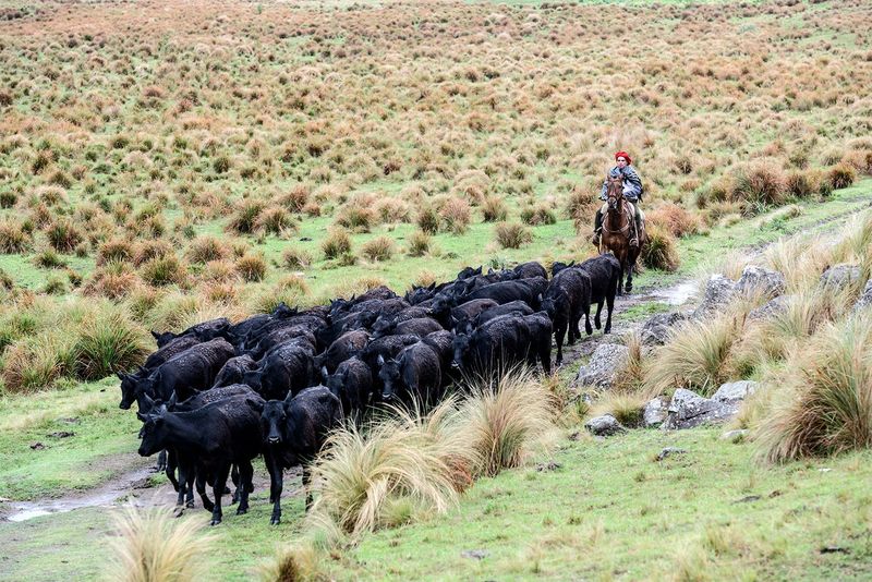 The Role Of Cattle In South American Agriculture