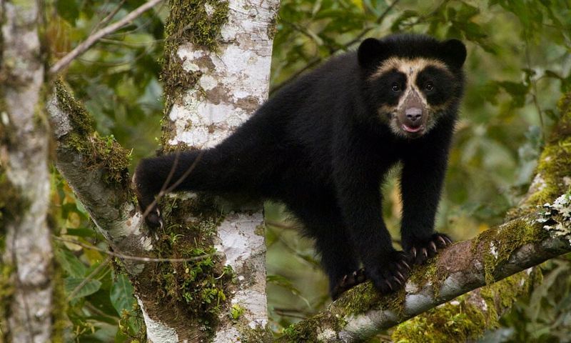 Andean Bear
