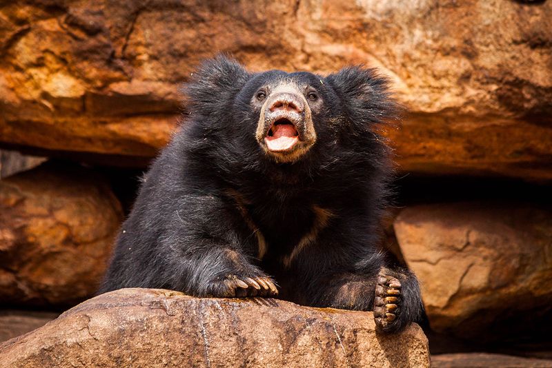 Sloth Bear