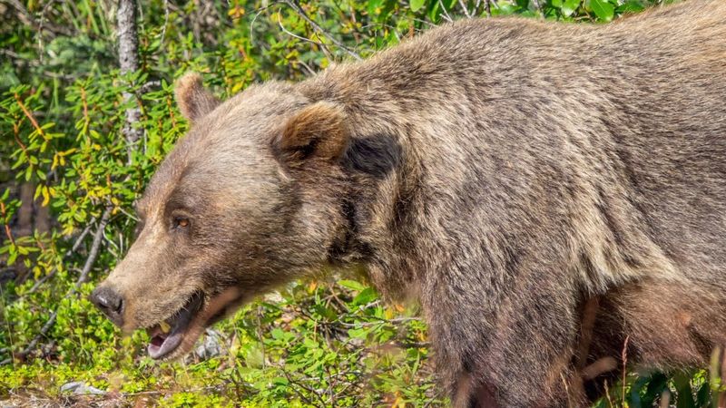Grizzly Bear's Grubbing