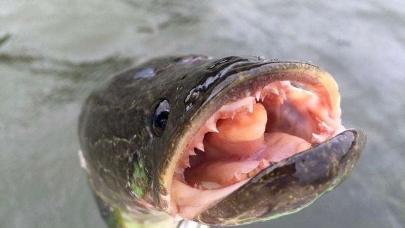 Northern Snakehead