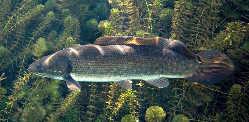 Bullseye Snakehead