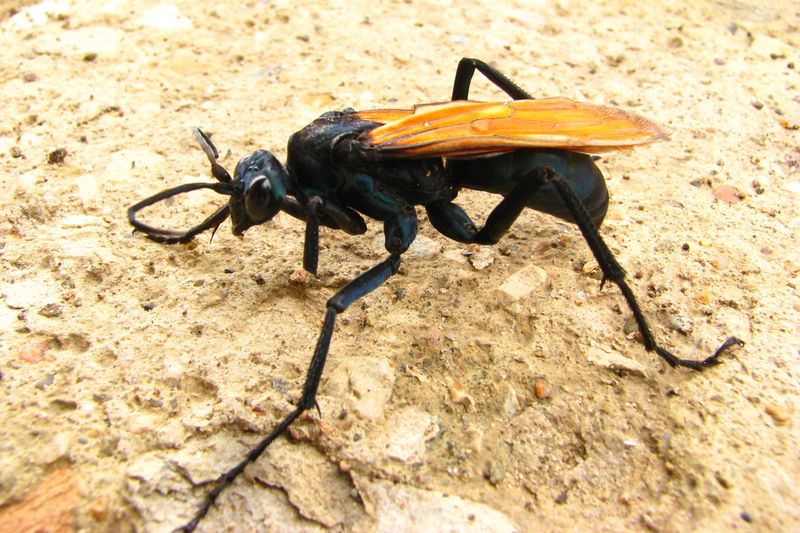 Tarantula Hawk Wasp
