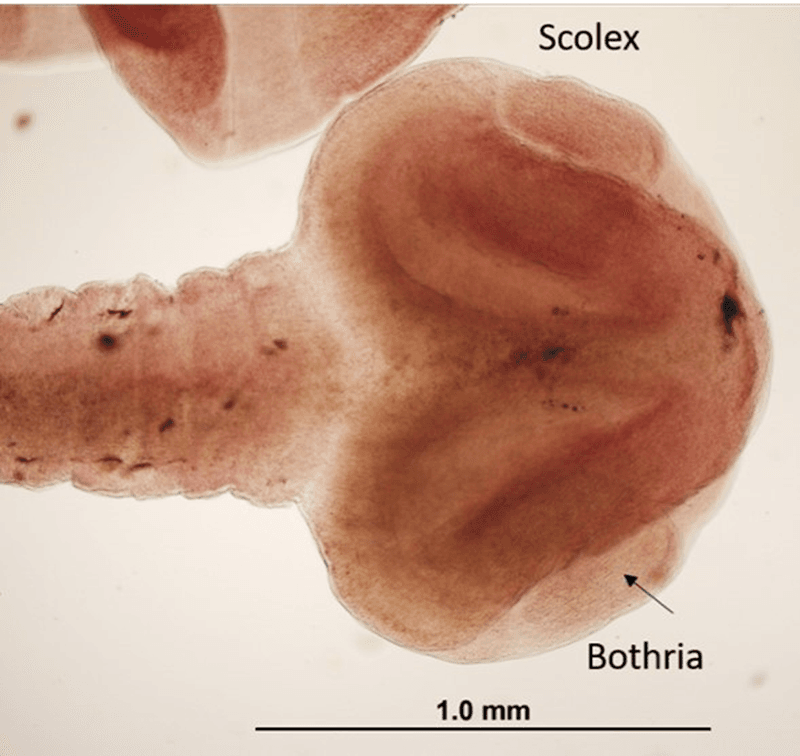 Parasitic Threat: Asian Tapeworm