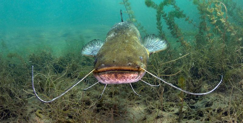 Flathead Catfish
