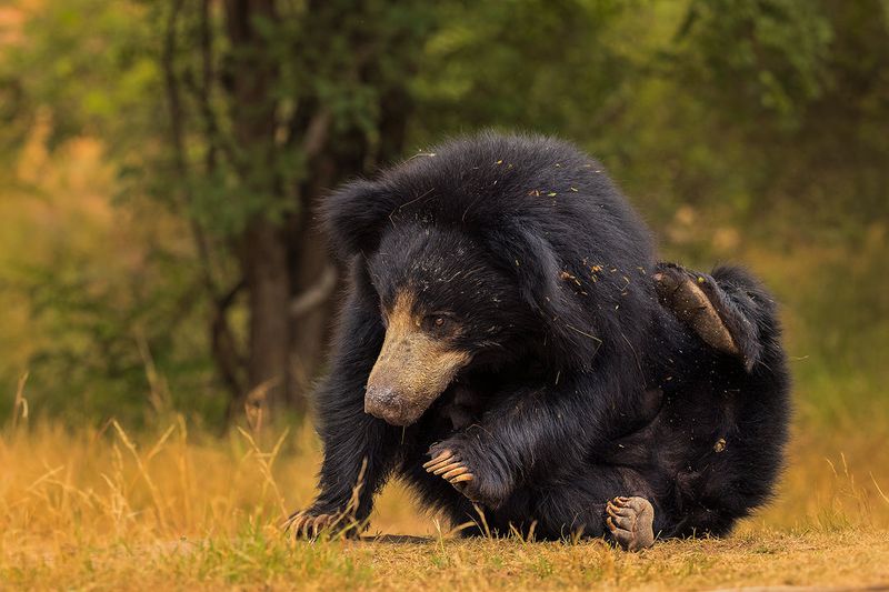 Sloth Bear: Termite Tank
