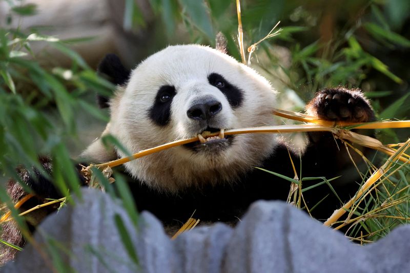 Panda Bears: Bamboo-Munching Charmers