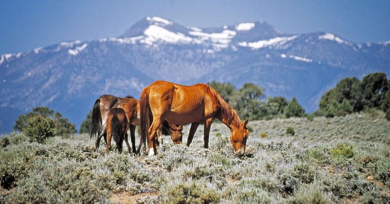 Mustang Majesty At Nevada's Virginia Range