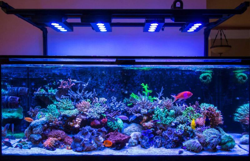 Budget For Tank And Accessories