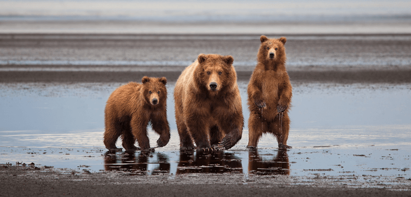 Ignoring Local Conservation Efforts