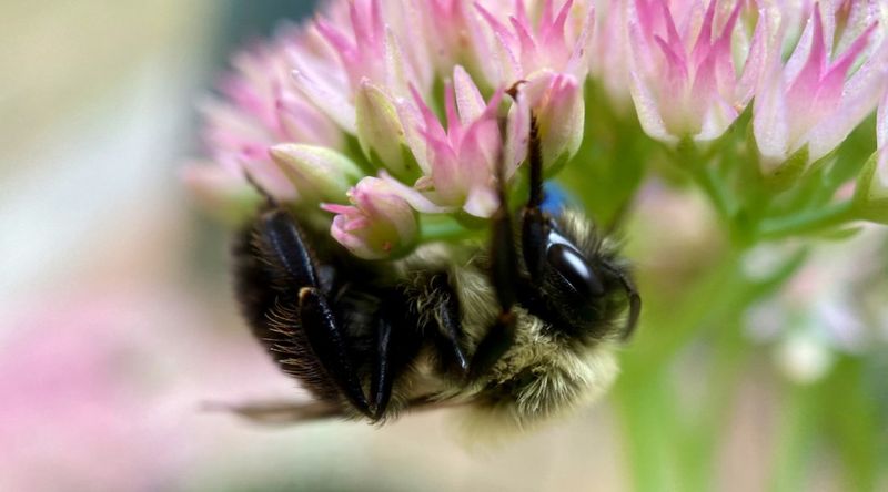 Sedum: Succulent Nectar Platforms