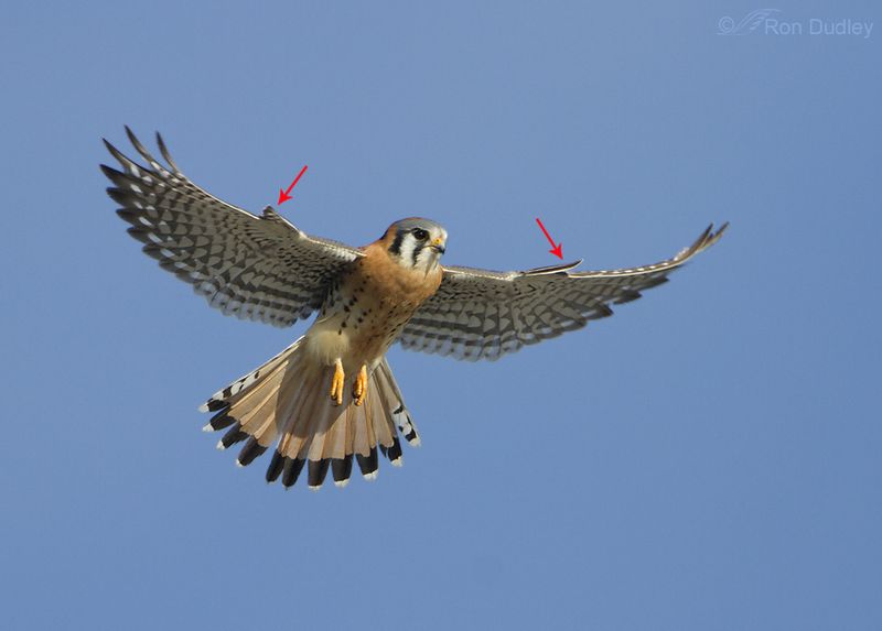 Alula: The Bird's Thumb Wing