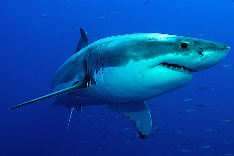 Great White Shark: The Ocean's Apex Predator