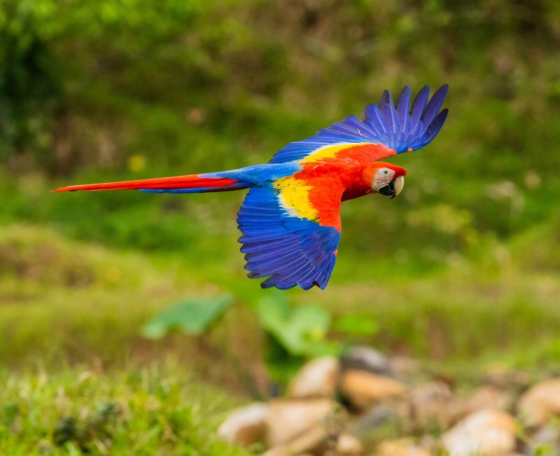 Scarlet Macaw