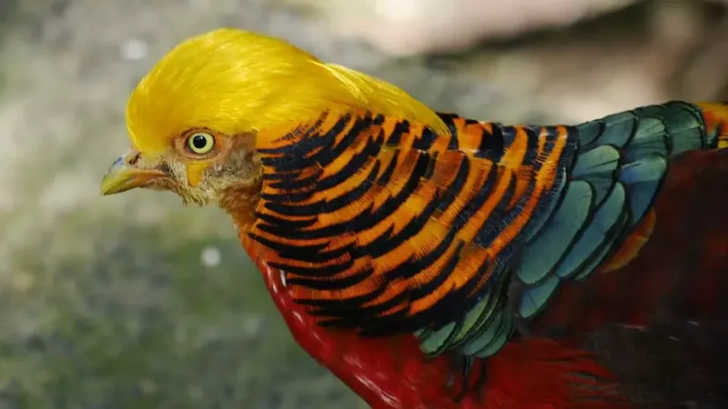 Golden Pheasant's Flawless Highlight