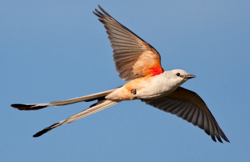 Scissor-Tailed Flycatcher: Sky Dancer With Streamers