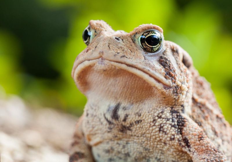 American Toad