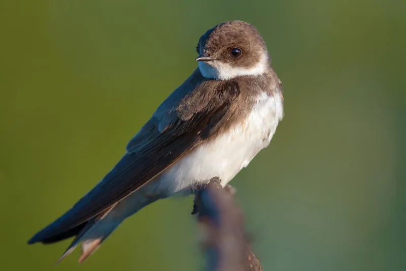 Sand Martin
