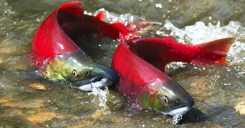 Sockeye Salmon: Red Beauties Facing Climate Threats