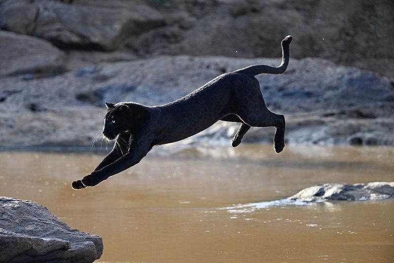 Heartbeat Synchronization With Prey