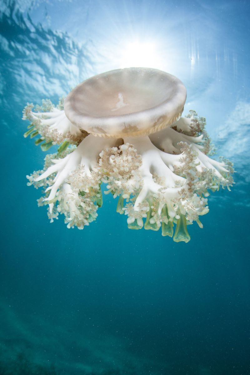 Upside-Down Jellyfish: The Living Garden