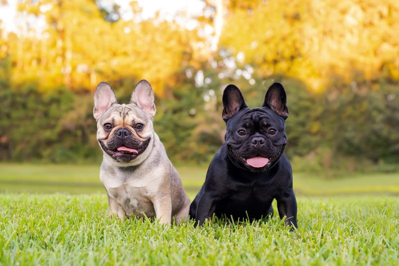 French Bulldogs: Your Faithful Followers