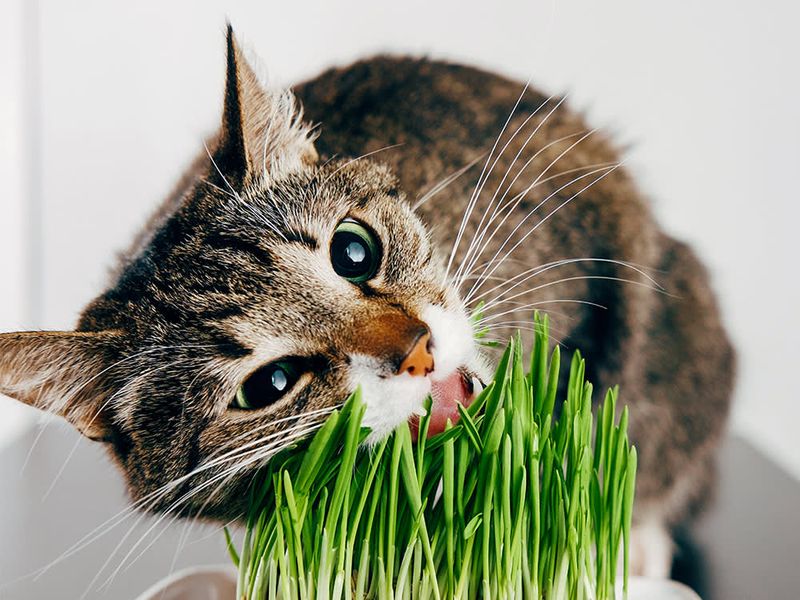 Excessive Plant Munching