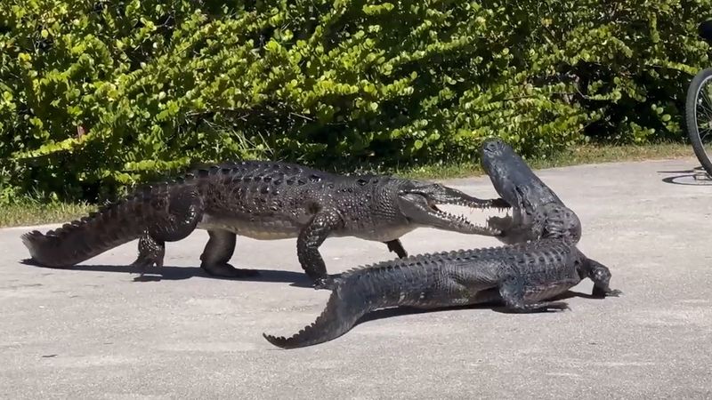 Mating Season Brings Increased Aggression