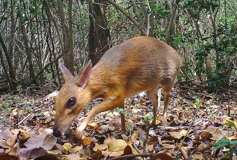 The Phantom Deer Of Vietnam