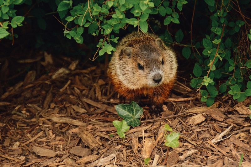 Foundation Undermining Machines: Groundhogs