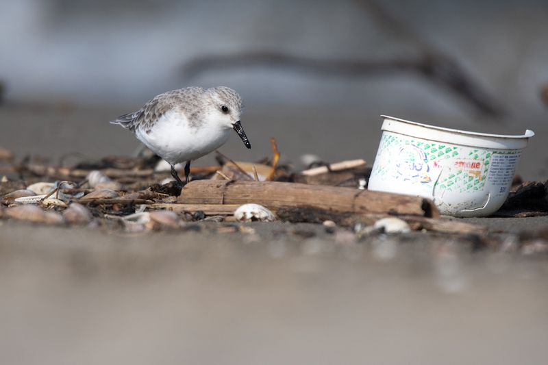 Harmful To Local Wildlife
