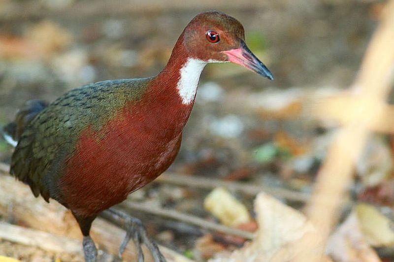 Aldabra Rail – Island Survivor