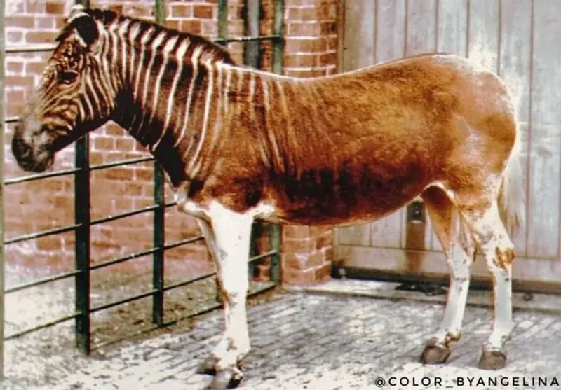 Quagga