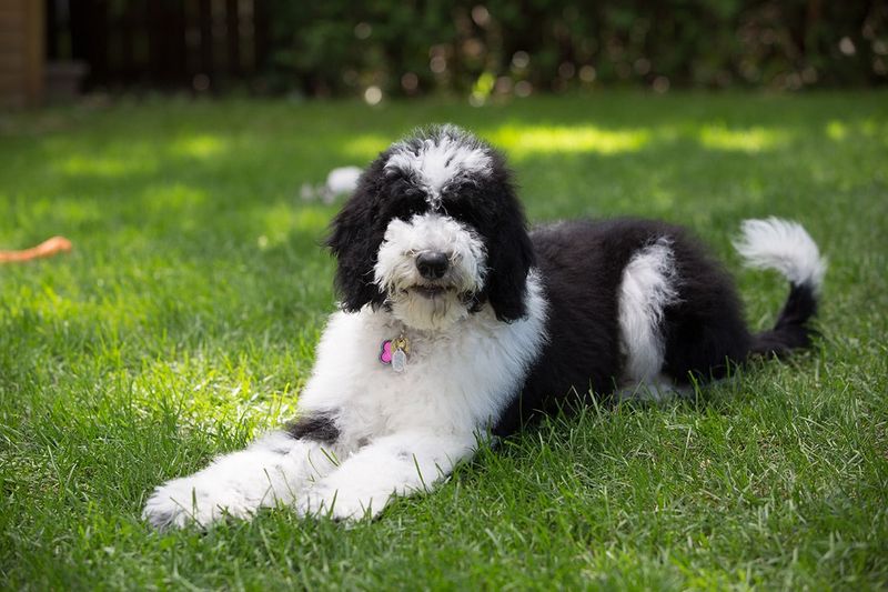 Sheepadoodle – The Playful Protector