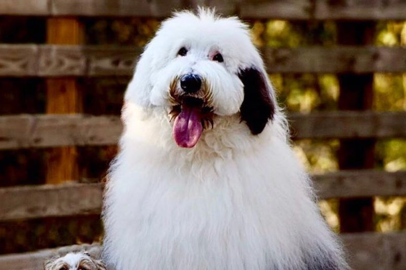 Sheepadoodle (Giant) – The Space Invader