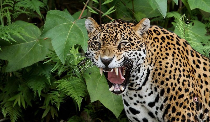 Brazil's Amazonian Threats