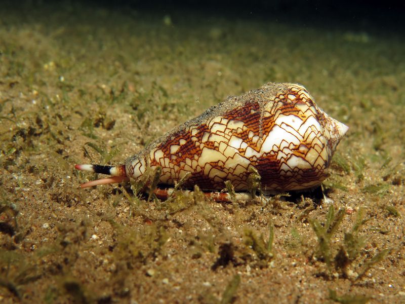 Paralyzing Predators: Cone Snails