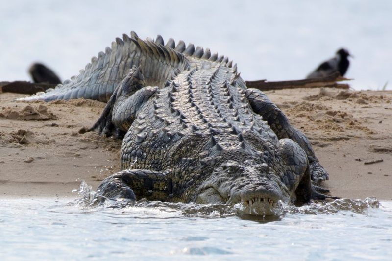 Zambezi's Lurking Giants
